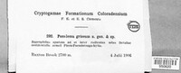 Image of Pezoloma griseum